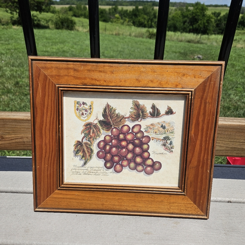 Pier 1 Wine Grapes Of The World By Lorraine Rossi Framed Print 12x15